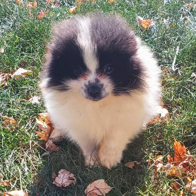 Oreo - Pomeranian