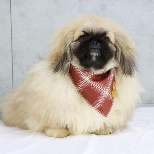 Curby - Pekingese