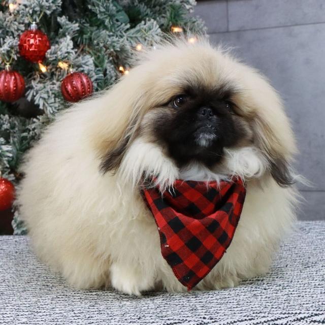 Curby - Pekingese