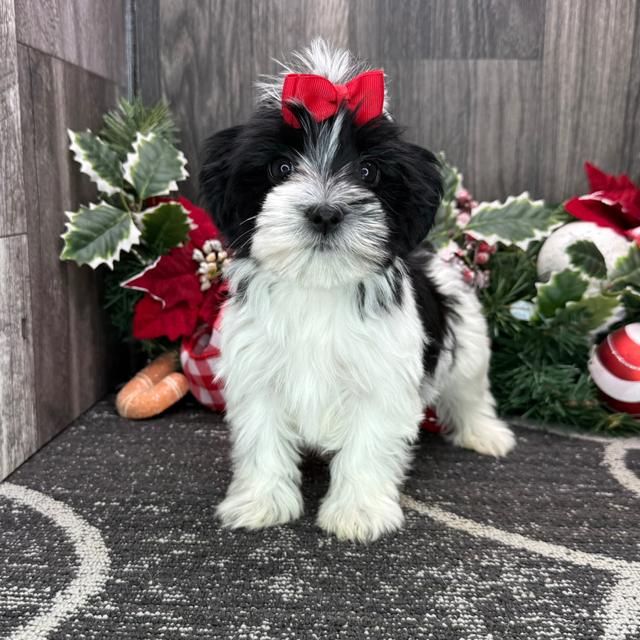 Khloe - Havanese