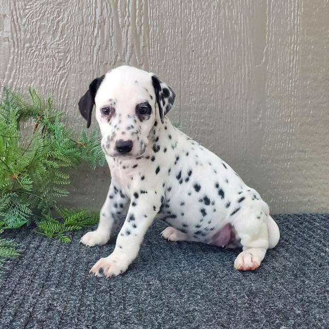 Dot - Dalmatian