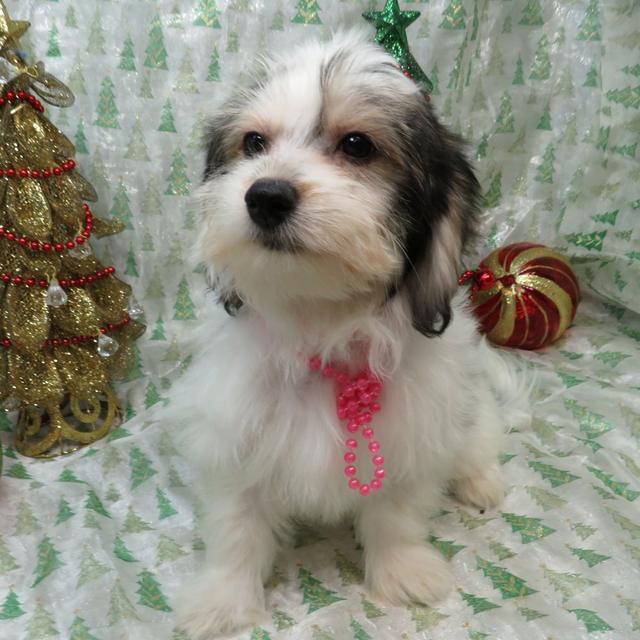 Amelia - Coton de Tulear