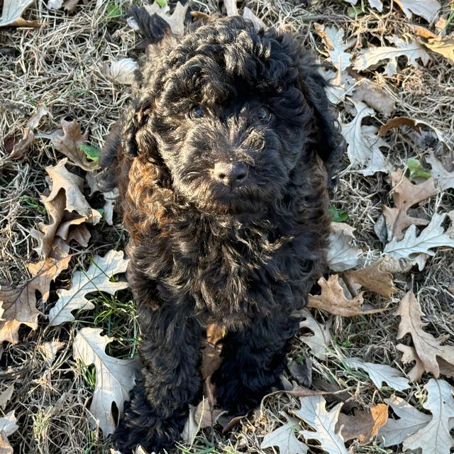 Gene - Labradoodle