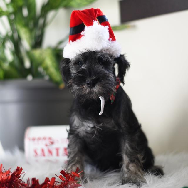 Dusty - Miniature Schnauzer