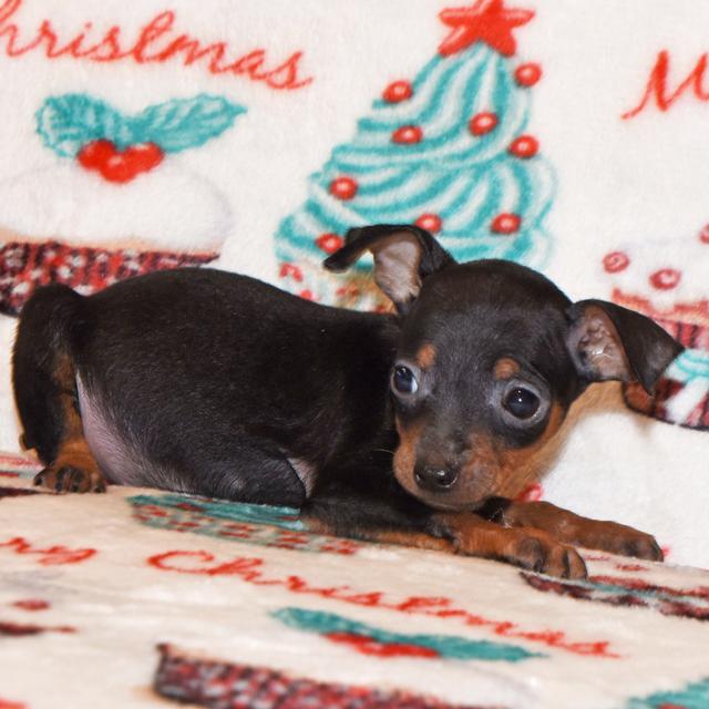 Bitsy - Miniature Pinscher