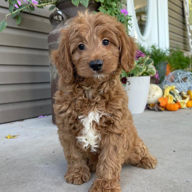 Bo - Labradoodle