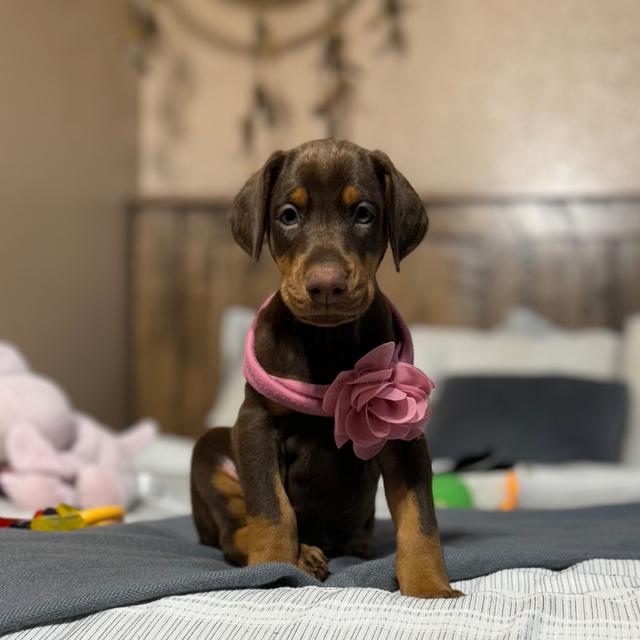 Stella - Doberman Pinscher