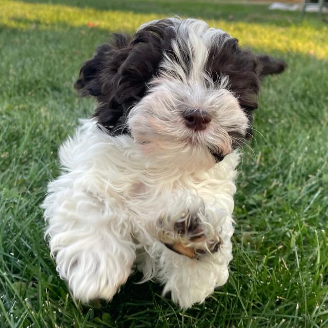 Chuck - Havanese