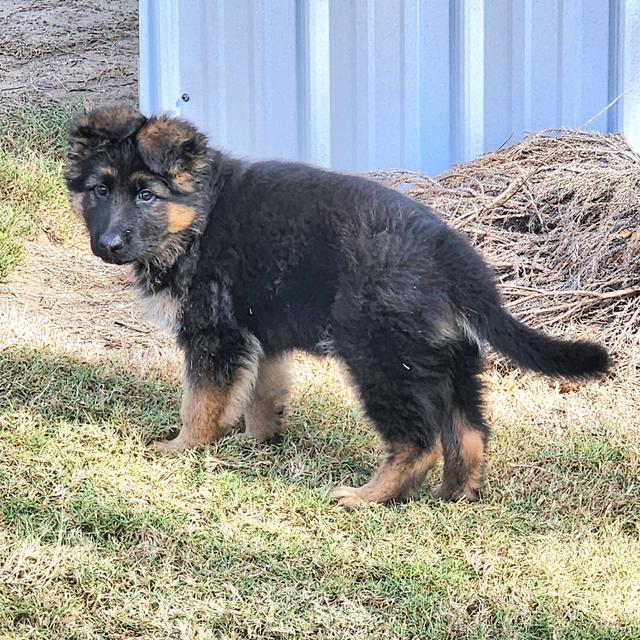 Emma - German Shepherd Dog