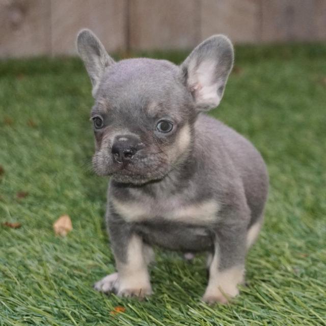 Dallas - French Bulldog