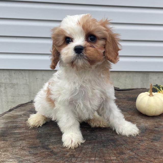 Patches - Cavapoo