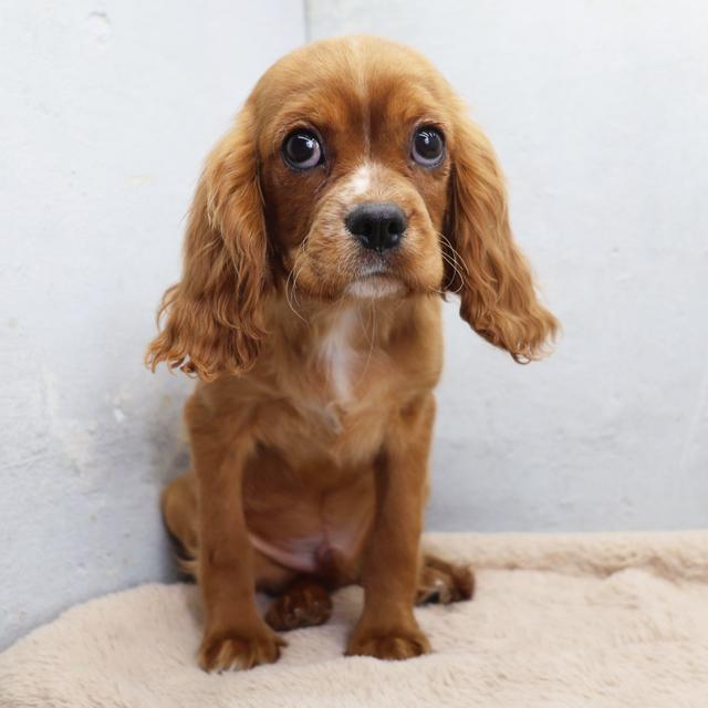 Roman - Cavalier King Charles Spaniel