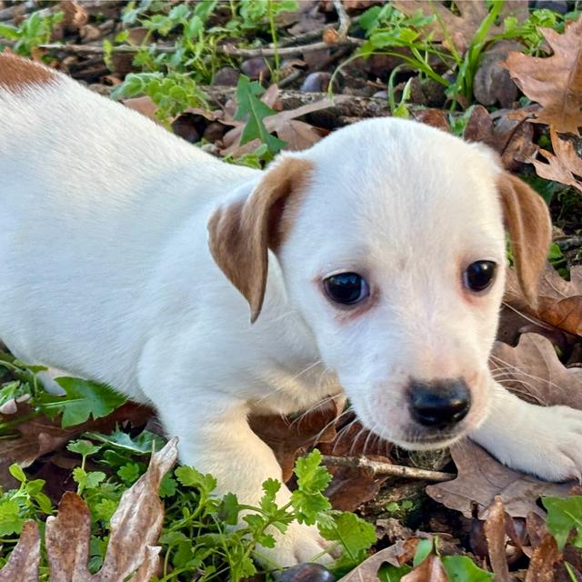 Gigi - Jack Russell Terrier