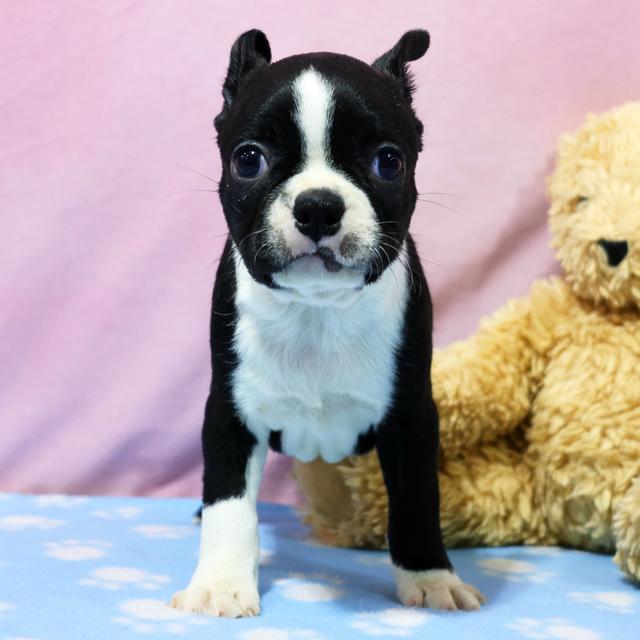 Addy - Boston Terrier