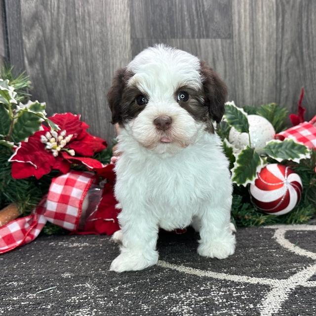 Vortex - Havanese