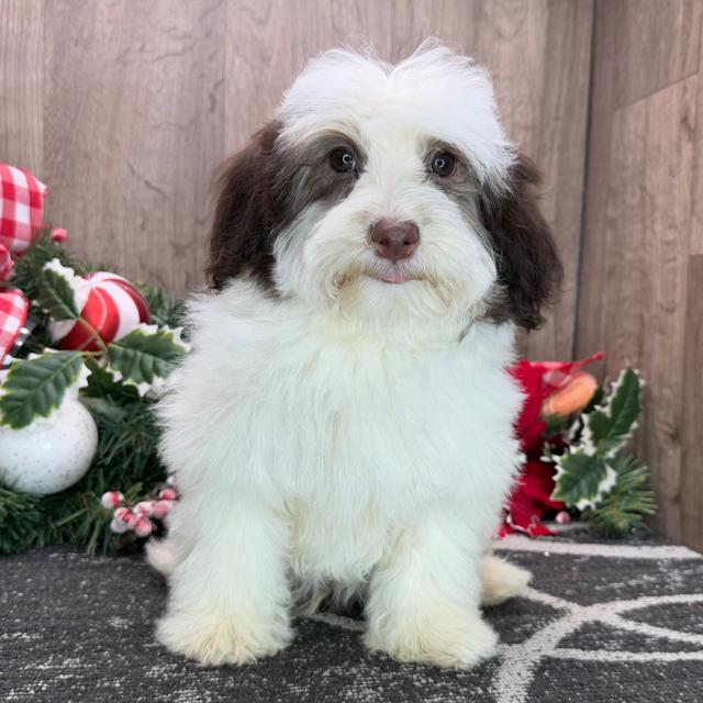 Vortex - Havanese