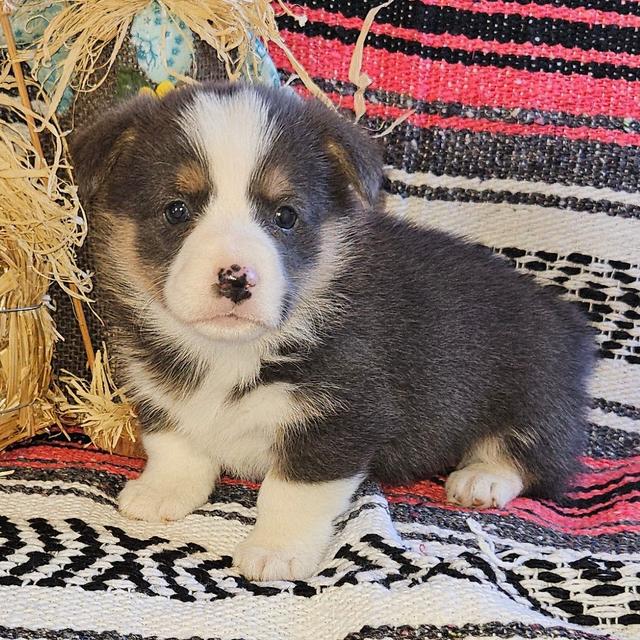 Zane - Pembroke Welsh Corgi