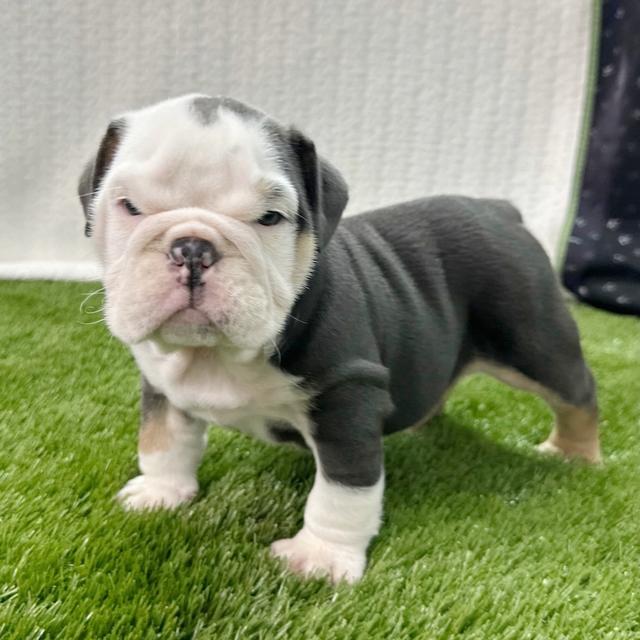 Hank - Bulldog