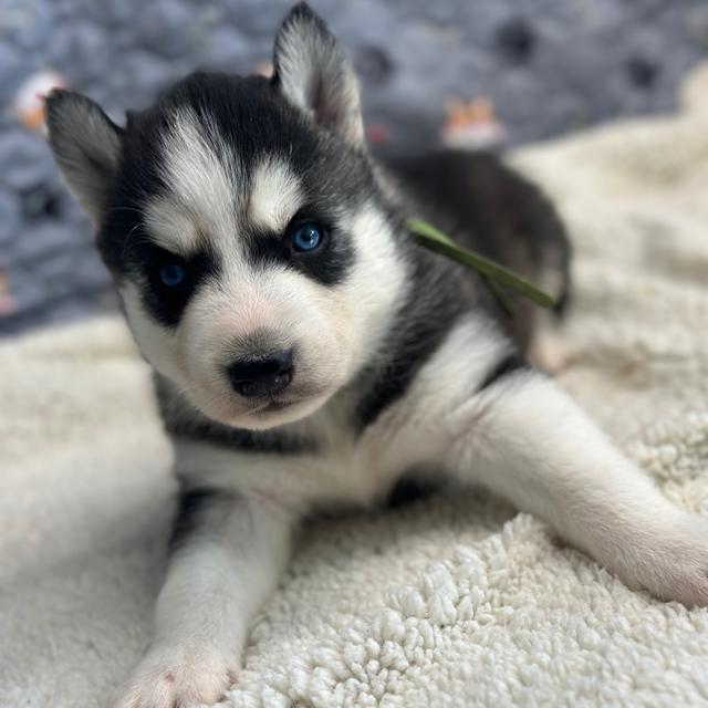 Fargus - Siberian Husky