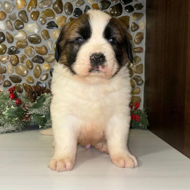 Champion - Saint Bernard