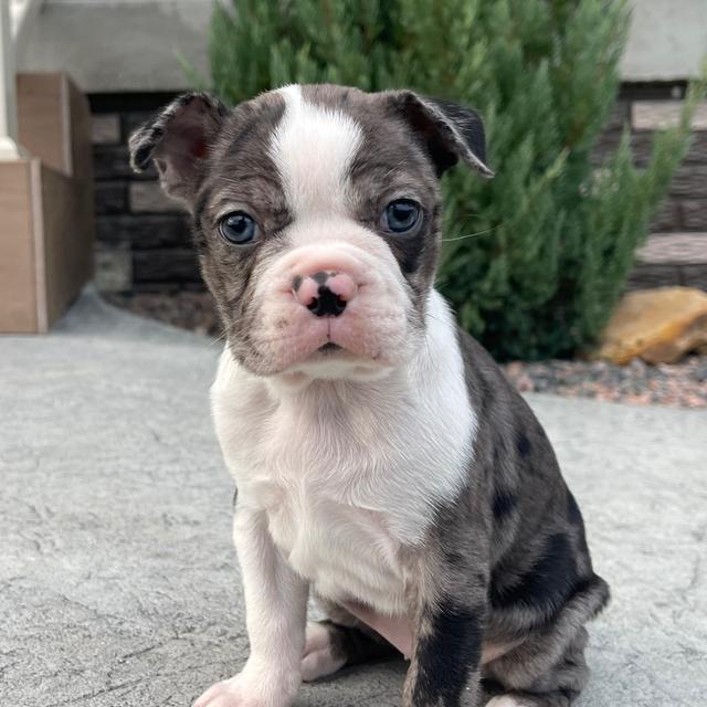 Amber - Boston Terrier