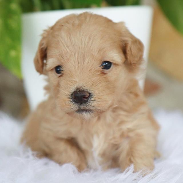 Maverick - Maltipoo