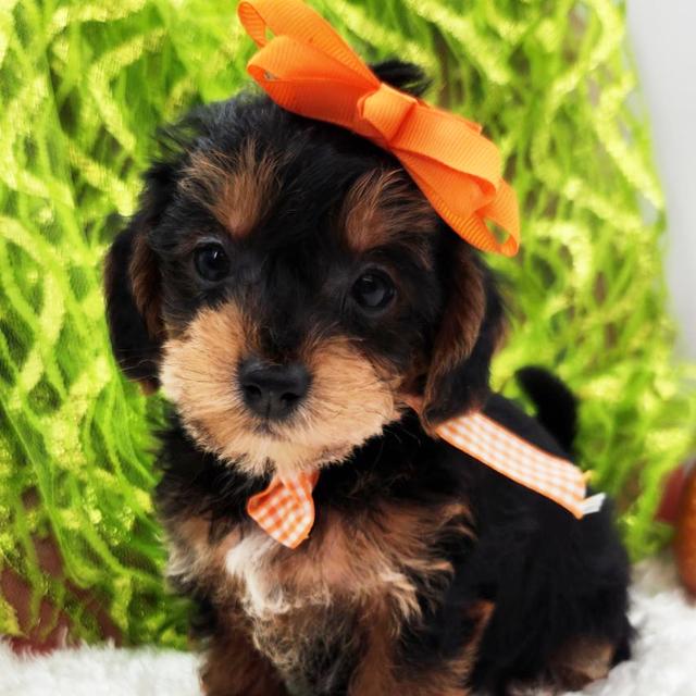 Fran - Yorkiepoo