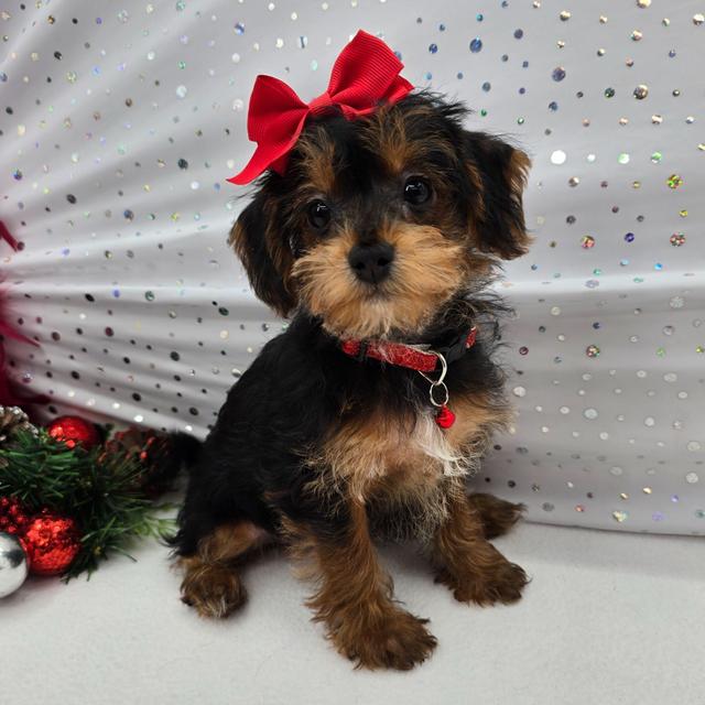 Fran - Yorkiepoo