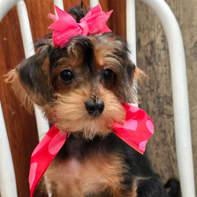 Fran - Yorkiepoo