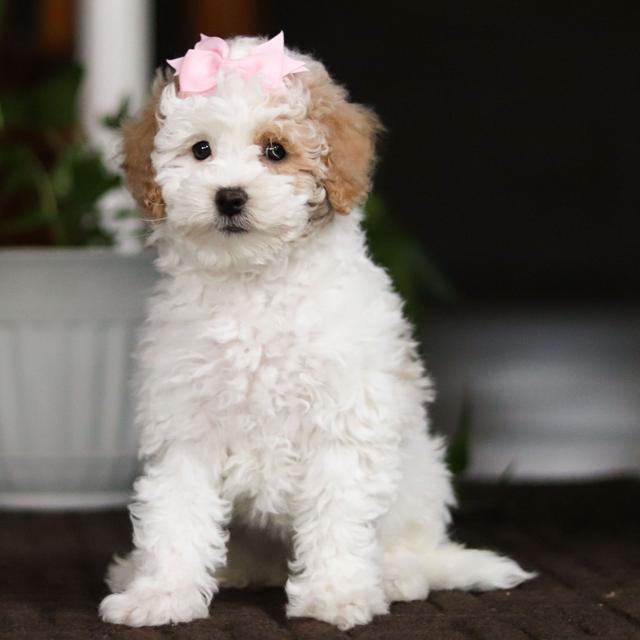 Willow - Bichonpoo