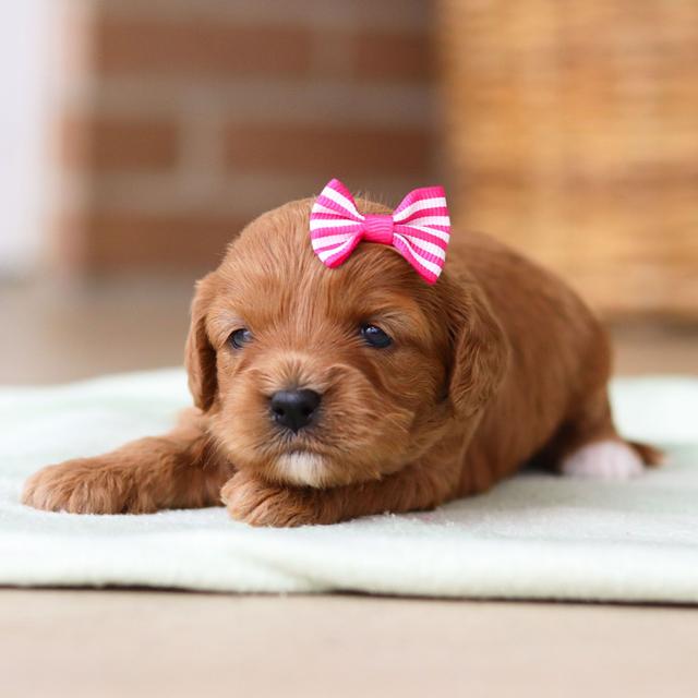 Twinkle - Cavapoo