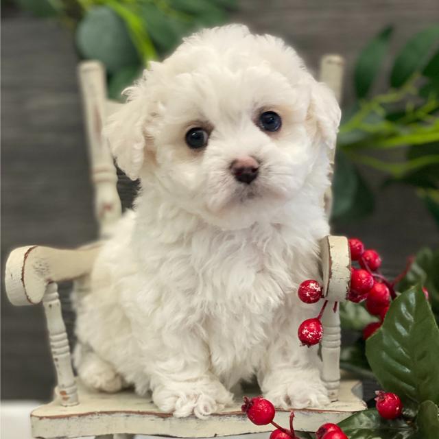 Asia - Bichon Frise