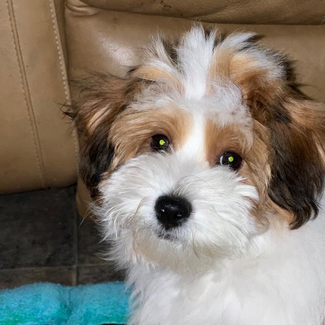 Tobasco - Havanese