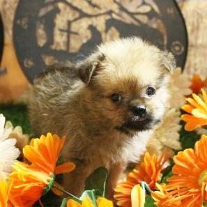 Sammy - Brussels Griffon