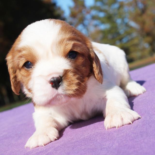 Lady - Cavalier King Charles Spaniel