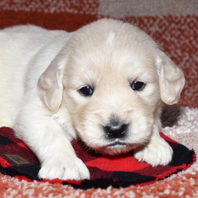 Brinkley - Golden Retriever