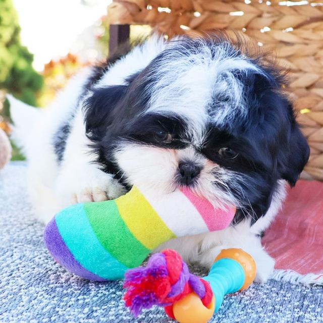 Fiona - Shih Tzu