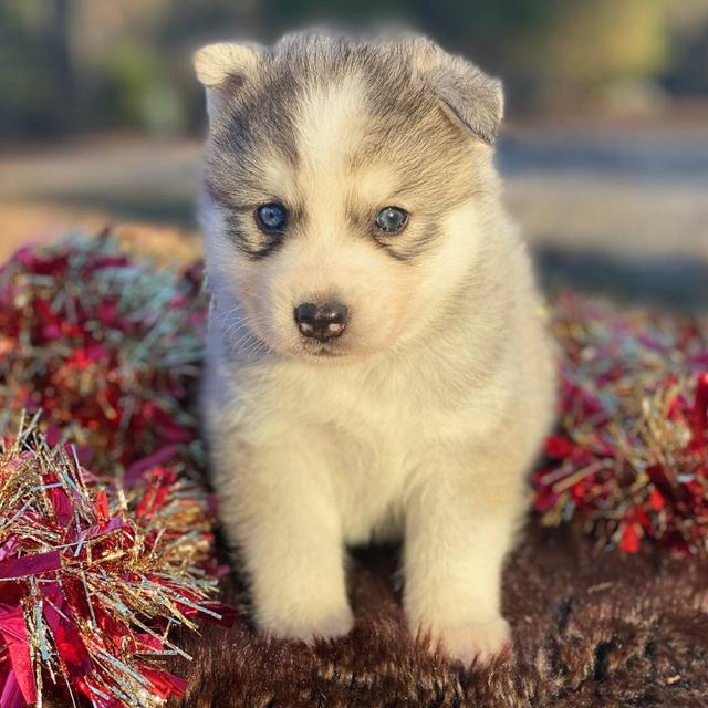 Yule - Pomsky