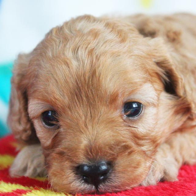 Candy - Cavapoo