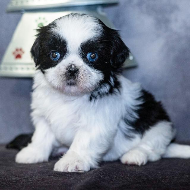 Jamboree - Shih Tzu