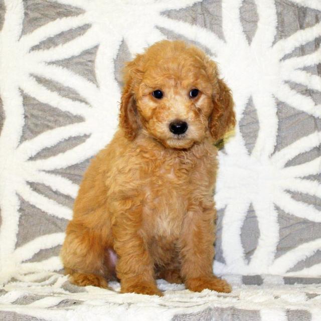 Ram - Goldendoodle