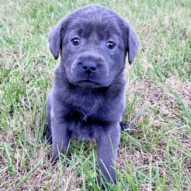 Sue - Labrador Retriever