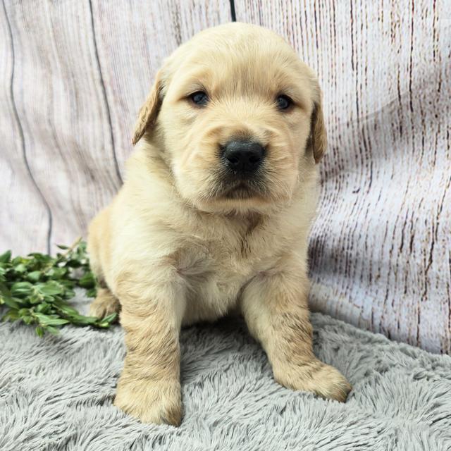 Kash - Golden Retriever