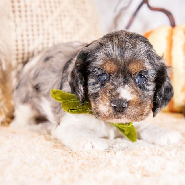 Dee - Cocker Spaniel