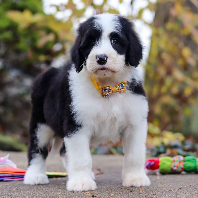 Reyes - Sheepadoodle