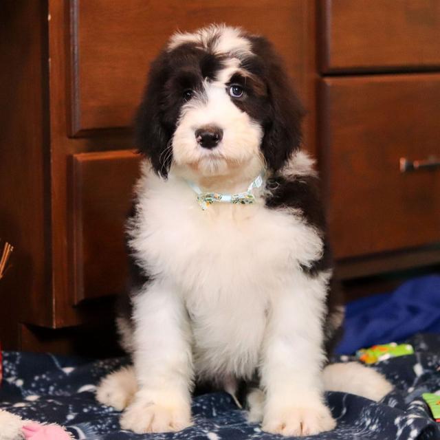 Reyes - Sheepadoodle