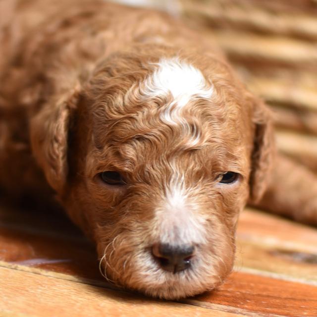 Wilder - Goldendoodle