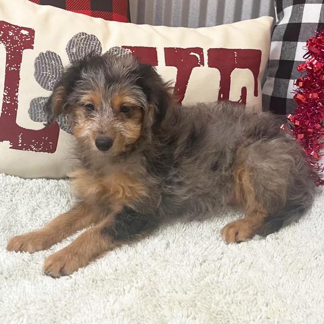 Cleo - Aussiedoodle