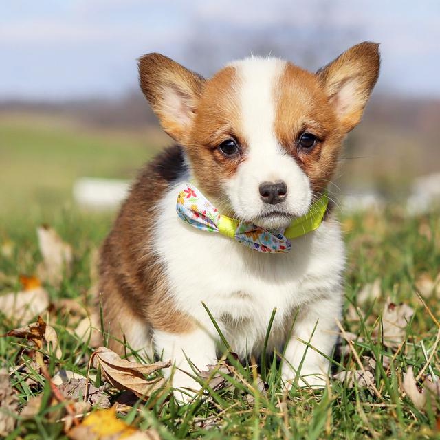 Shelby - Pembroke Welsh Corgi