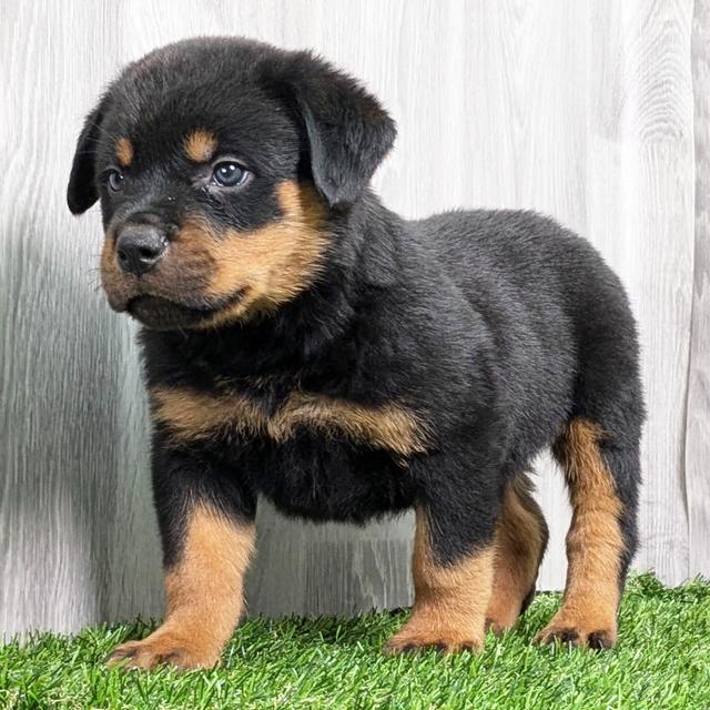 Gemma - Rottweiler